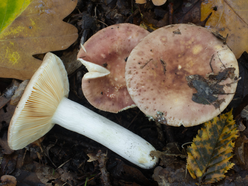 Russula decipiens Russula decipiens